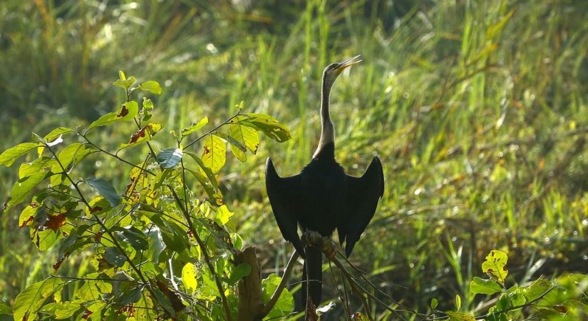 sauraha-safari-(10)_6FtW7QOpxD