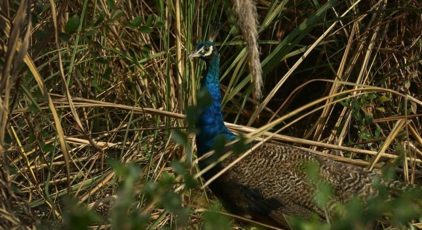 sauraha-safari-(2)_hJAeQIMEzi